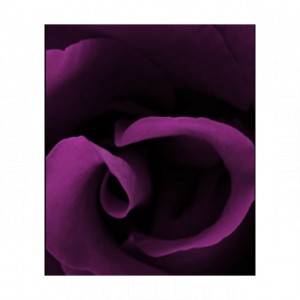 Amouroud Midnight Rose