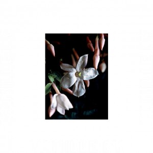 Donna Karan Essence Jasmine