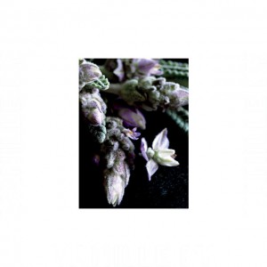 Donna Karan Essence Lavender