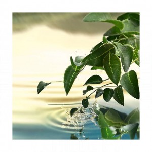 Estee Lauder Tender Light
