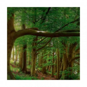 Keiko Mecheri Precious Forest