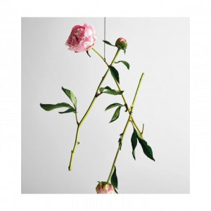 Loewe Solo Ella Eau de Toilette