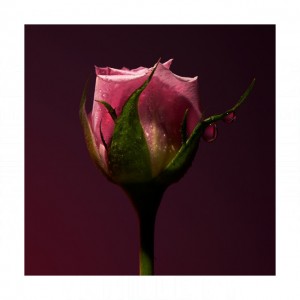 Olfactive Studio Rose Shot