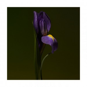 Olfactive Studio Iris Shot